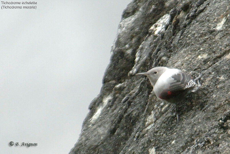 Wallcreeper