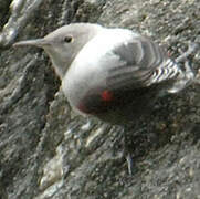 Wallcreeper