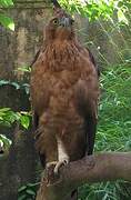 Javan Hawk-Eagle