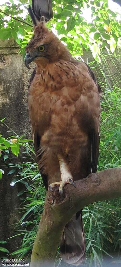 Aigle de Javaadulte, identification