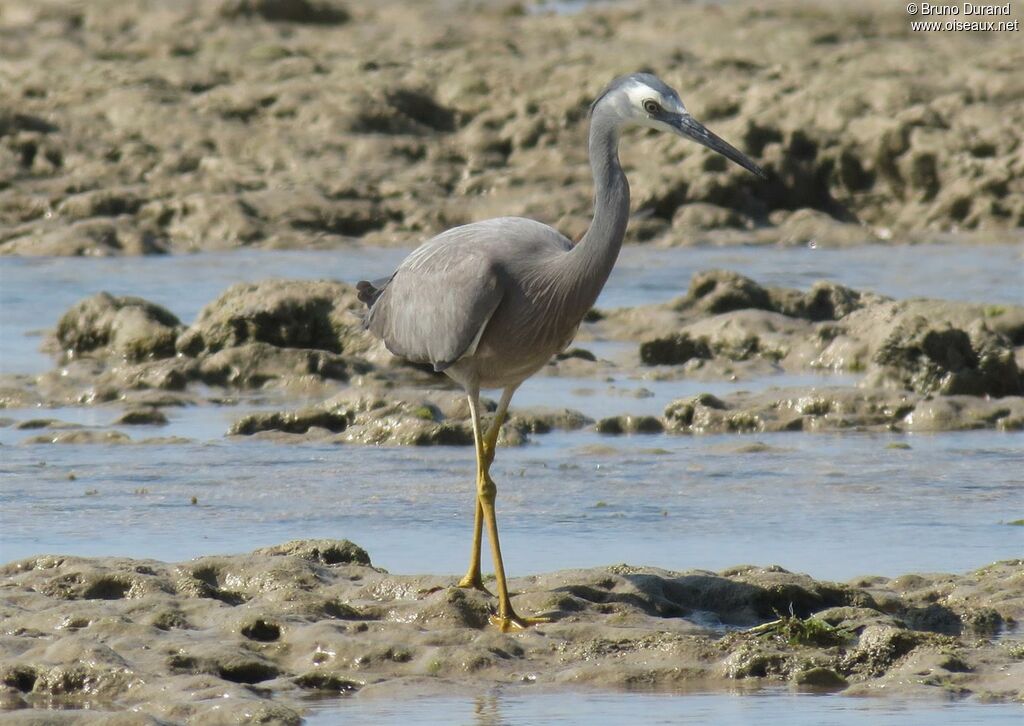 White-faced Heronadult, identification, Behaviour