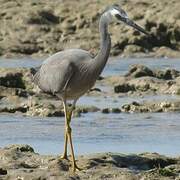 White-faced Heron