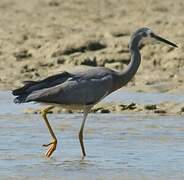 Aigrette à face blanche