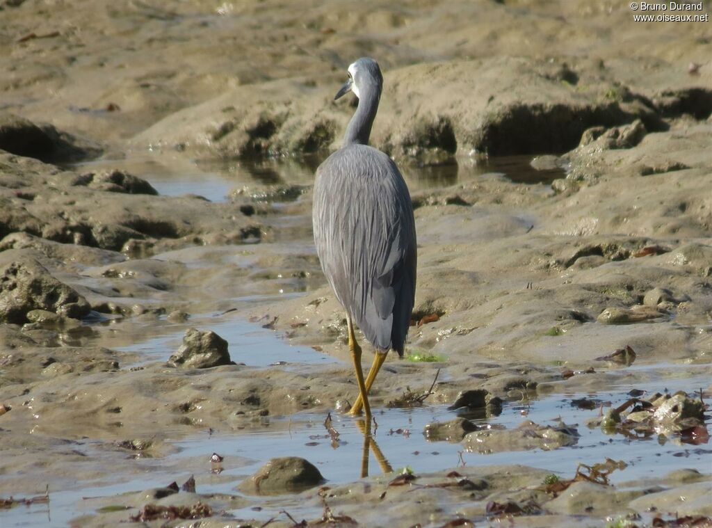 White-faced Heronadult, identification, Behaviour