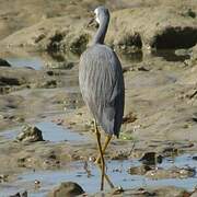 White-faced Heron