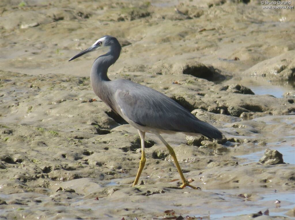 White-faced Heron, identification, Behaviour