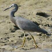 White-faced Heron