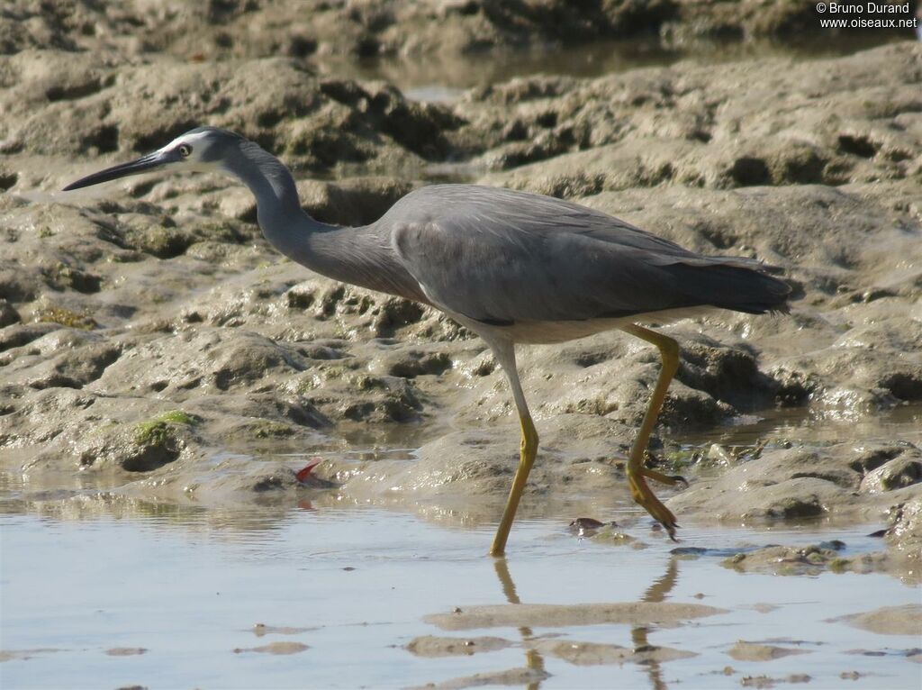 White-faced Heron, identification, feeding habits, Behaviour