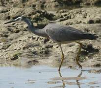 Aigrette à face blanche