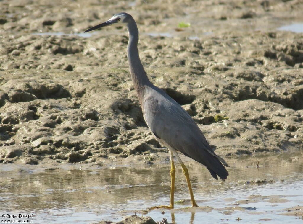 White-faced Heronadult, identification, Behaviour