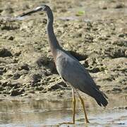 White-faced Heron