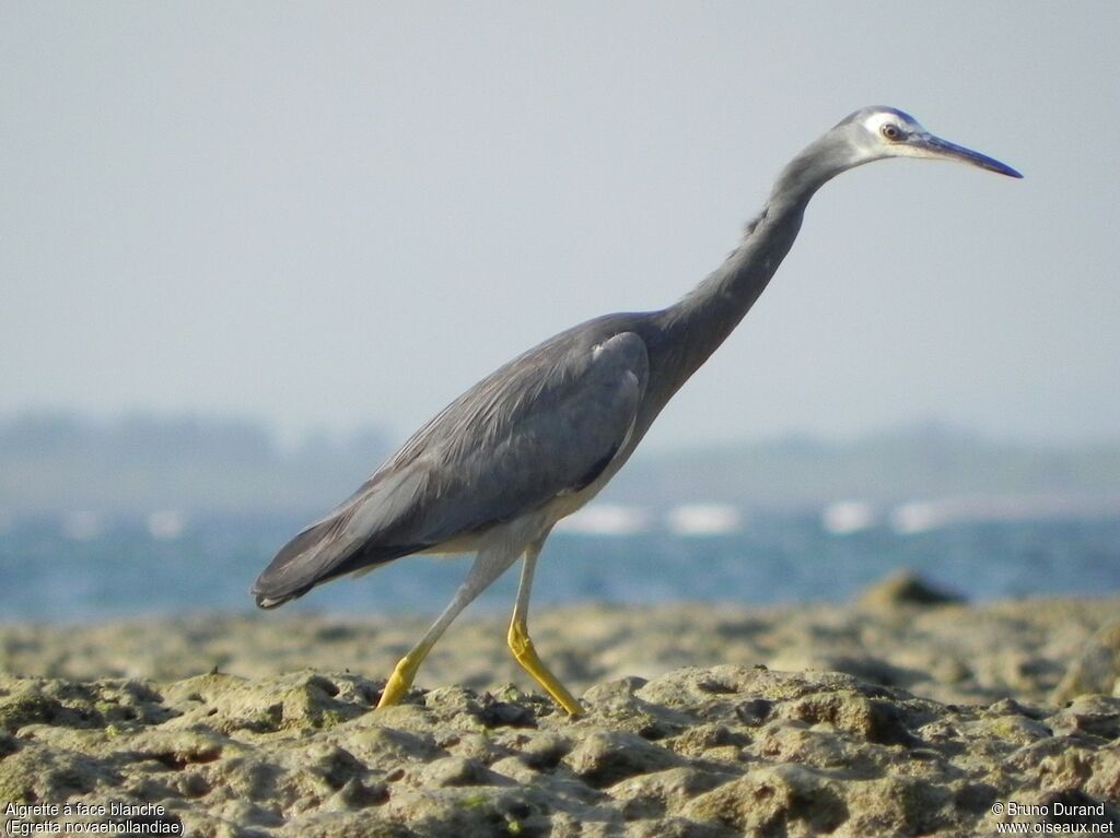 White-faced Heronadult, identification, Behaviour