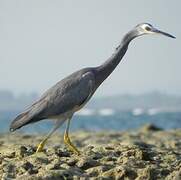 White-faced Heron