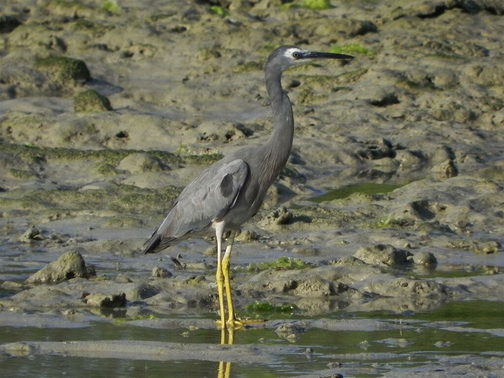 White-faced Heronadult, identification