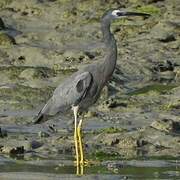 White-faced Heron