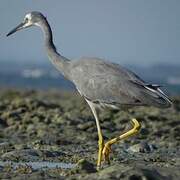 White-faced Heron