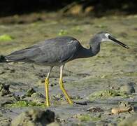 White-faced Heron