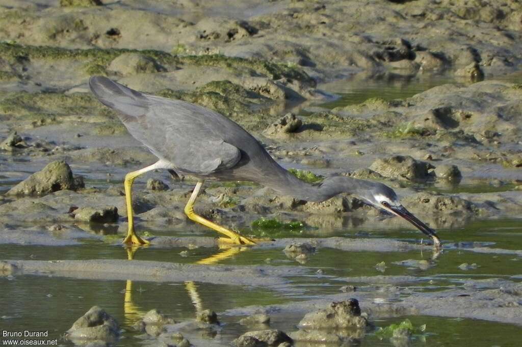 White-faced Heronadult, feeding habits, fishing/hunting