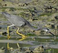 White-faced Heron