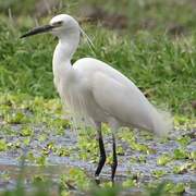 Little Egret