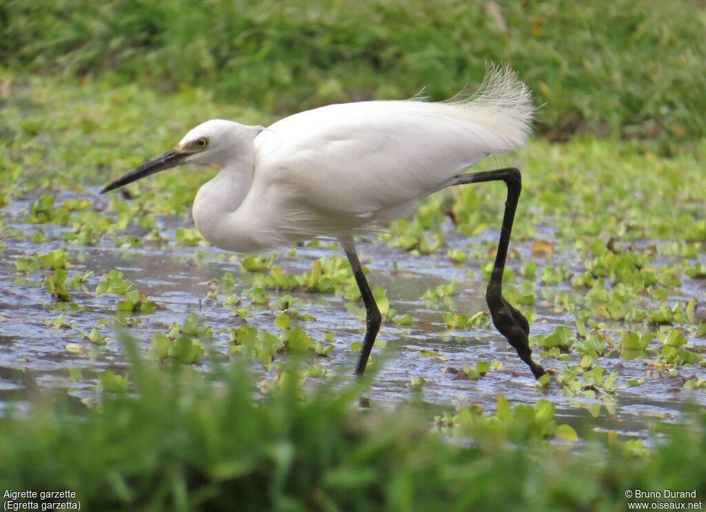 Little Egret, identification, Behaviour