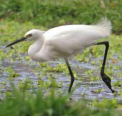 Aigrette garzette