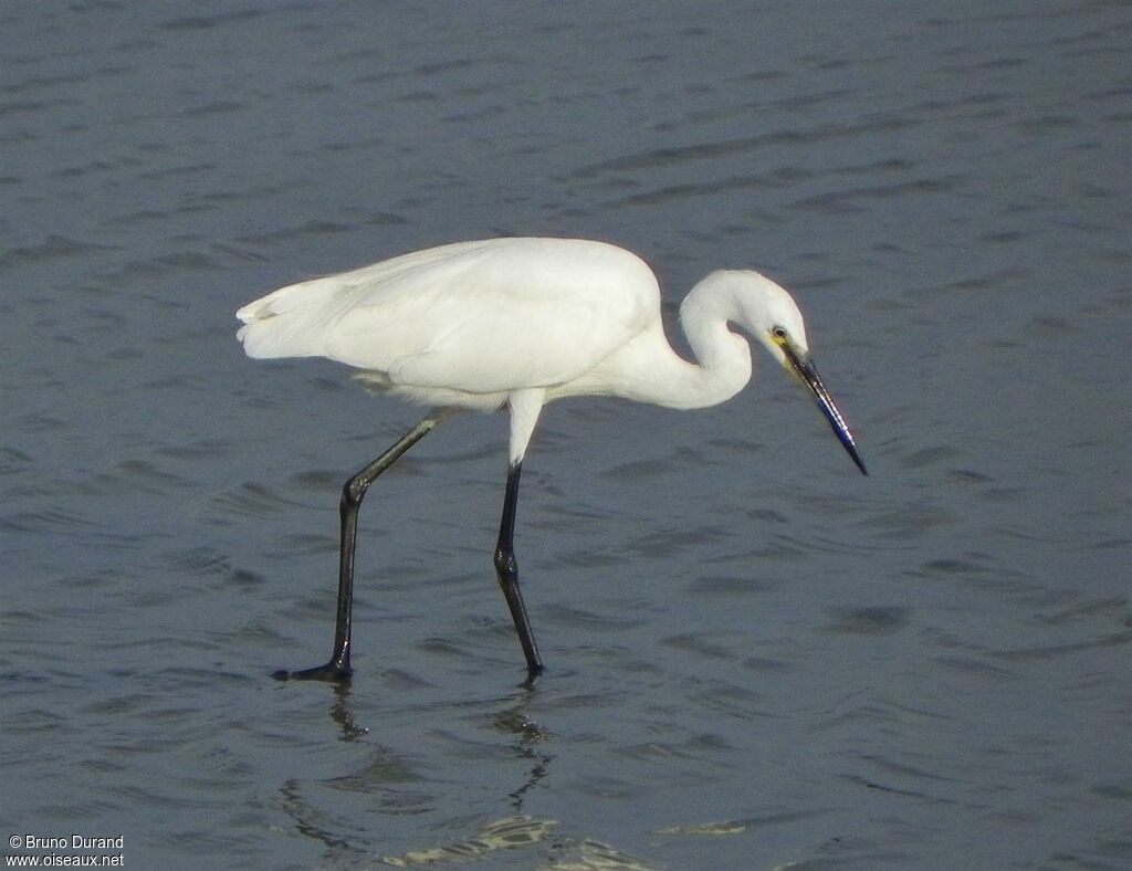 Little Egretadult post breeding, identification, Behaviour