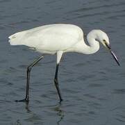 Little Egret