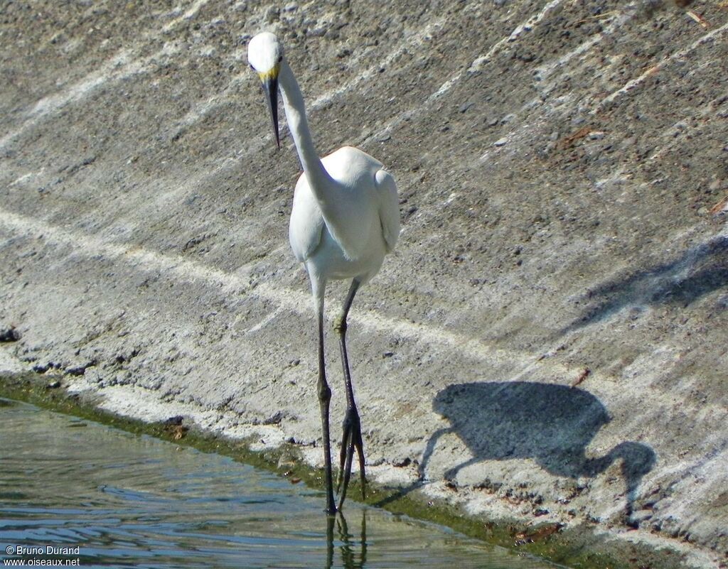 Aigrette garzetteadulte internuptial, identification, Comportement