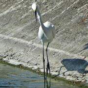 Aigrette garzette