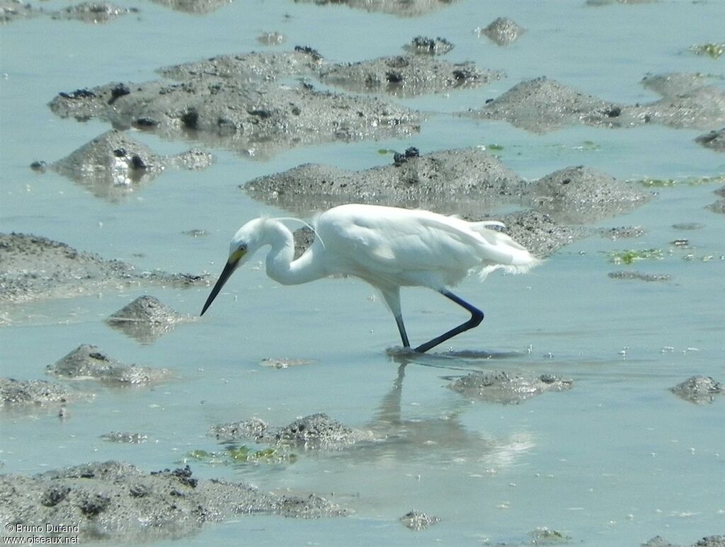 Aigrette garzetteadulte nuptial, identification, Comportement