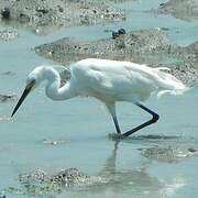 Little Egret