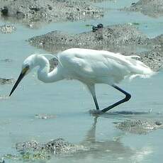 Aigrette garzette