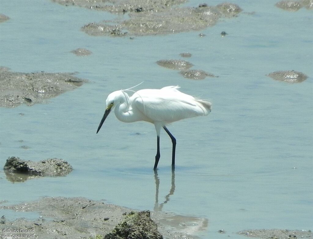 Little Egretadult breeding, identification, Behaviour