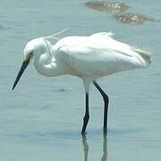 Little Egret