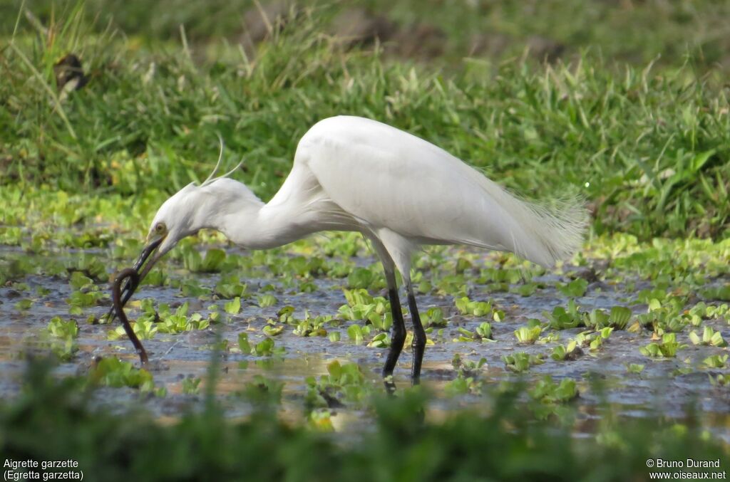 Little Egret, identification, feeding habits, Behaviour