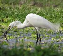 Aigrette garzette