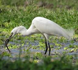 Aigrette garzette