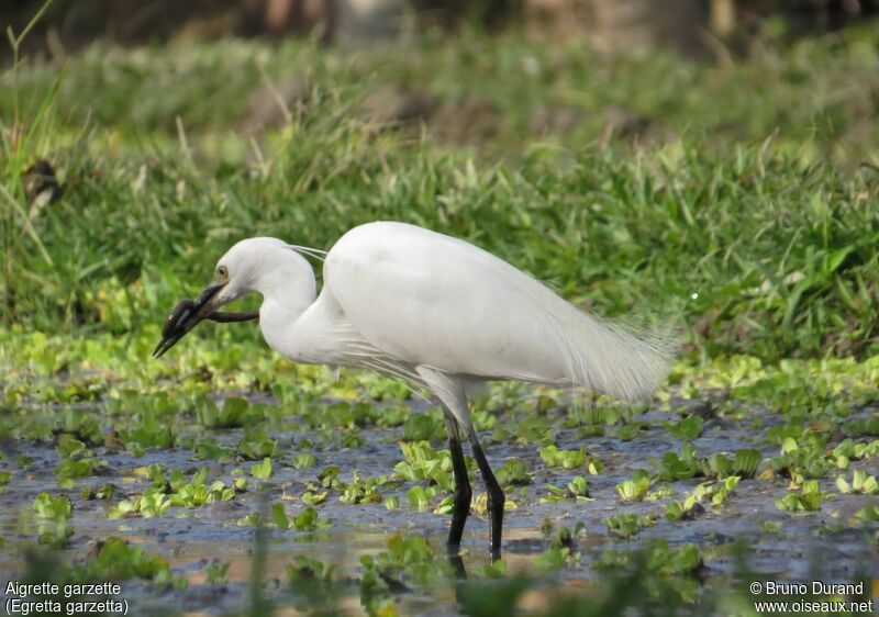 Little Egret, identification, feeding habits, Behaviour