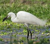 Little Egret