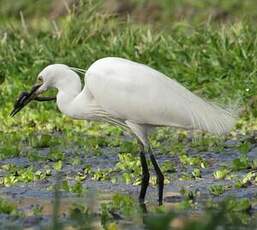 Aigrette garzette