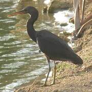 Pacific Reef Heron