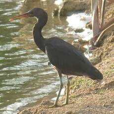 Aigrette sacrée