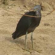 Pacific Reef Heron