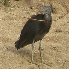 Aigrette sacrée