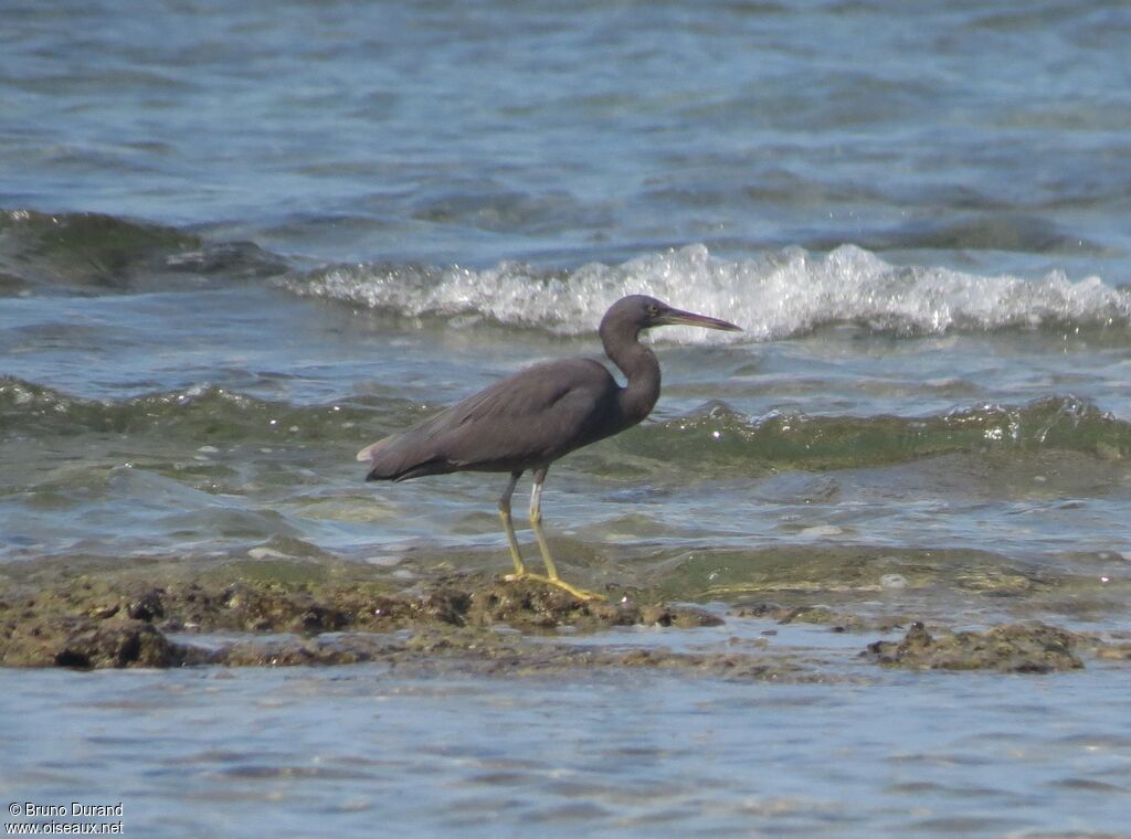 Pacific Reef Heronadult, identification, Behaviour