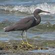 Aigrette sacrée
