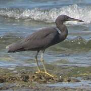 Aigrette sacrée