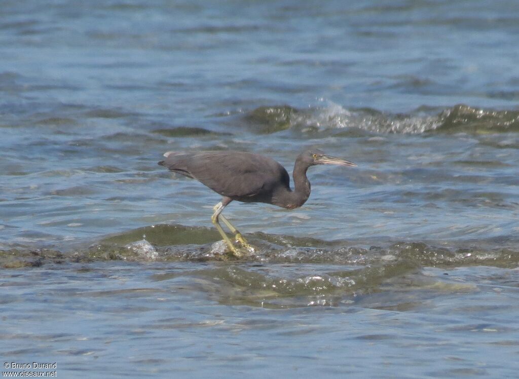 Pacific Reef Heron, identification, Behaviour