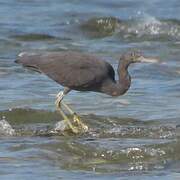 Pacific Reef Heron